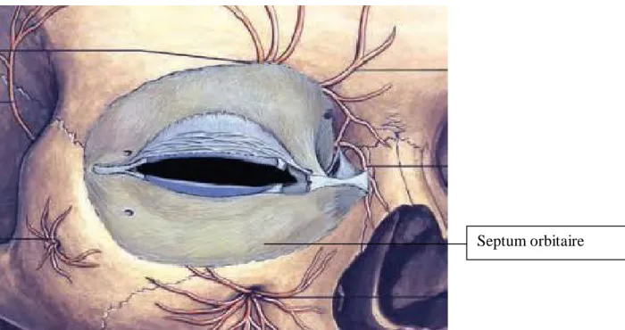 Figure 14 : Le septum orbitaire reliant le bord orbitaire au bord périphérique des tarses