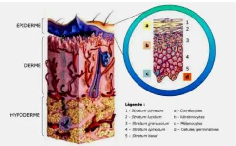 Figure 22 : la structure de l'épiderme [28] 