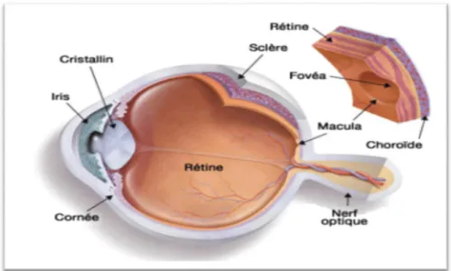 Figure 6: Tuniques de l’œil : la sclérotique, la choroïde et la rétine [11] 