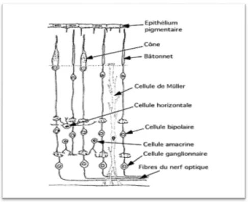 Figure 7: Structure de la rétine neurosensorielle [12]. 