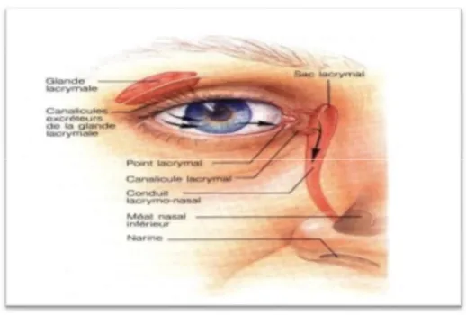 Figure 11: Vue du système lacrymal [25] 