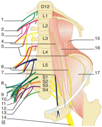 Figure 1 : Plexus lombal et sacral. Organisation schématique. 