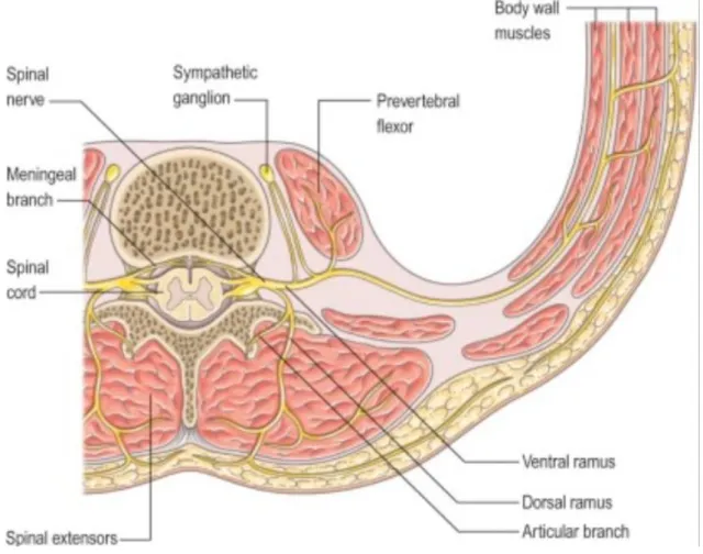 Figure 2: Coupe transversale montrant la division du nerf rachidien en branches 