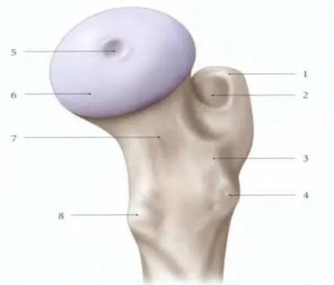 Figure 5: Epiphyse proximale du fémur (vue postéro-médiale) 