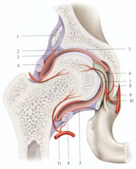 Figure 6: Articulation coxo-fémorale (coupe frontale) 