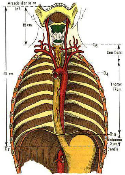 Figure 3 : Vue antérieure de l’œsophage [11] 