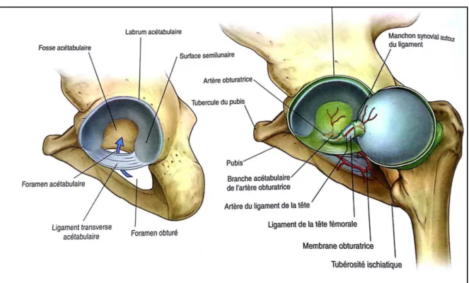 Figure 12 articulations de la hanche (1) 