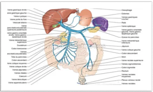 Figure 6 : Le réseau veineux