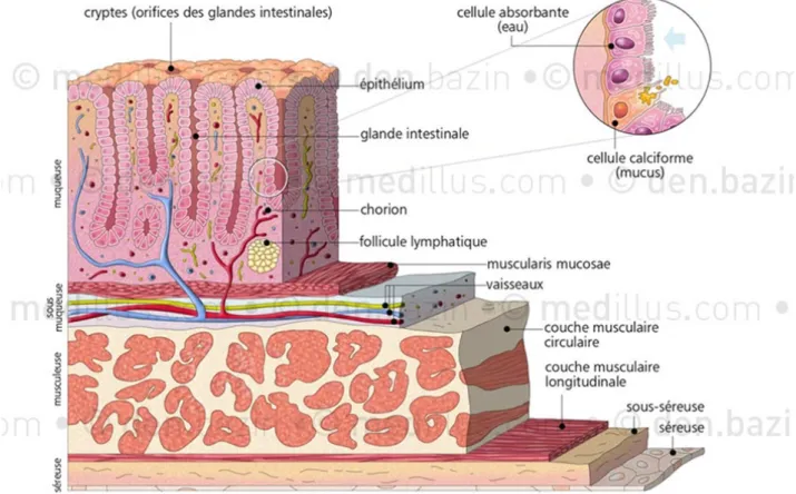 Figure 8 : Structure histologique du colon