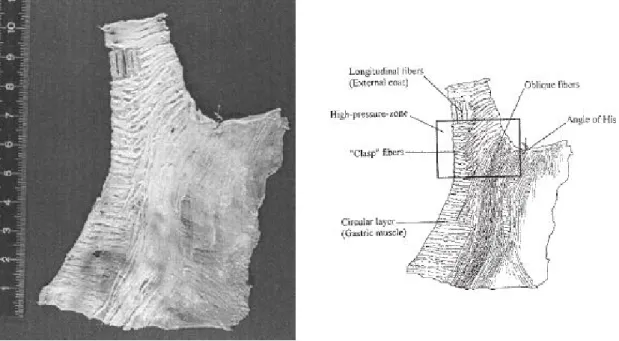 Figure 7 : Disposition des fibres « crochet » et des fibres « obliques brettelles » dans la  JEG d’un estomac humain