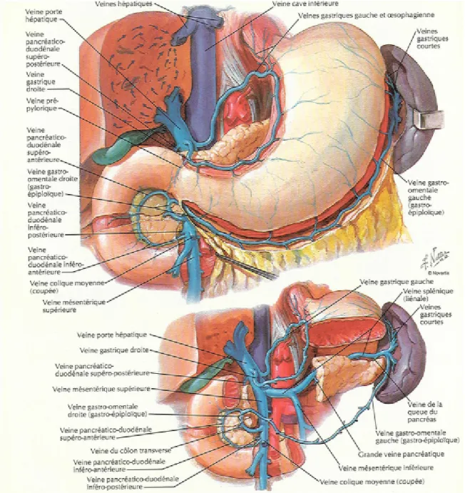 Figure 11 : Vascularisation veineuse du bas œsophage, de l’estomac, du duodénum, du  pancréas et de la rate [105] 