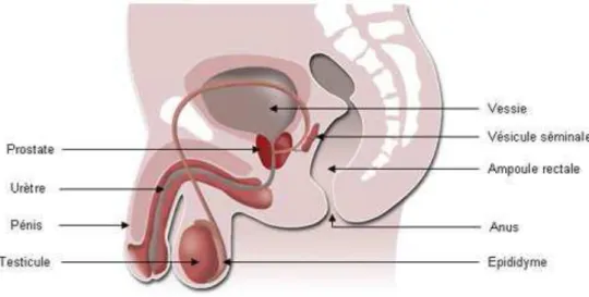 Figure 2 : Coupe longitudinale de l’appareil urogénital chez l’homme 