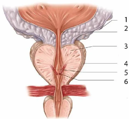 Figure 2. Coupe frontale de la prostate [15] 