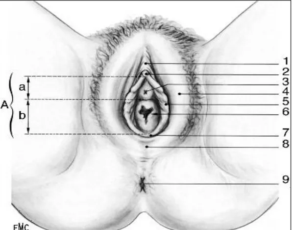 Figure 1 : Anatomie de la vulve : Vue position gynécologique [ 5 ] .  A : Vestibule, a : vestibule urinaire, b :vestibule du vagin   1.prépuce du clitoris 