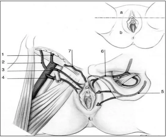 Figure 2 : Vascularisation de la vulve  [ 5 ] .   a : territoire antérieure 