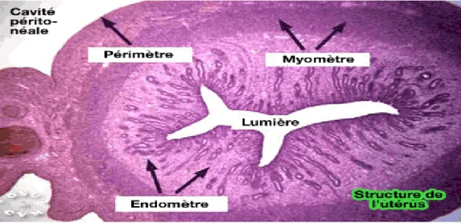 Figure 4 :les trois tuniques de la cavité utérine sur une coupe transversale[12] 
