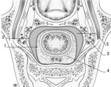 Figure  2 :  Coupe  horizontale  du  haut  rectum.1.  Feuillet  viscéral  (ou  fascia  recti)  du  fascia  pelvien ; 2
