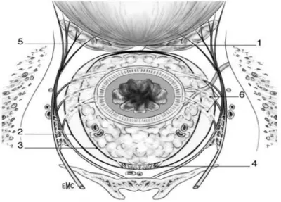 Figure  4  Coupe  horizontale  du  rectum  au-dessous  du  cul-de-sac  de  Douglas,  chez  l‘homme.1