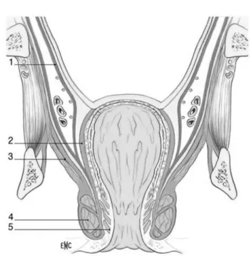 Figure 5 : Coupe frontale du bas rectum et du canal anal 