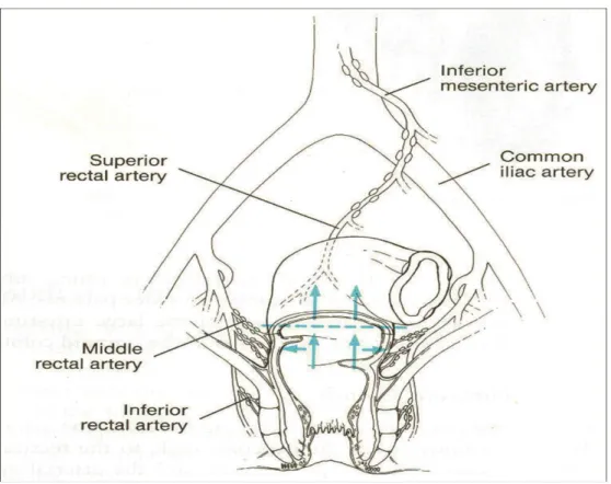 Figure 6 : Vascularisation du rectum : les trois artères, supérieure, moyenne et inférieure 