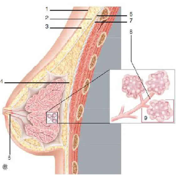 Figure 2 :  Coupe anatomique du sein.