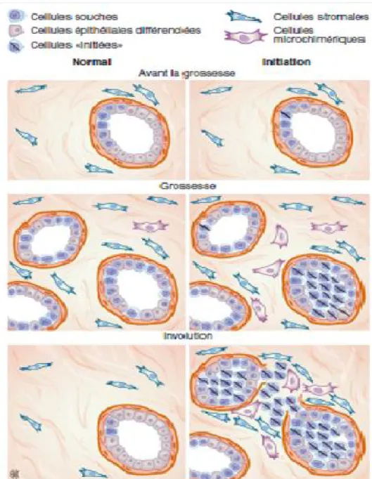 Figure 4 : Oncogenèse des cancers du sein associés à la grossesse. 