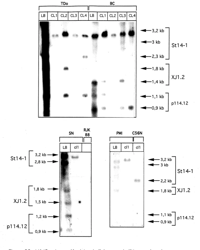 Figure  22 : Vérification  moléculaire de  l'absence de  l'X normal  et du  der(X)  au  sein  des hybrides  somatiques interspécifiques 