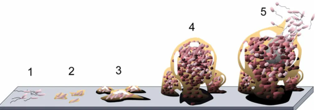 Figure 5  Illustration des diérentes phases du cycle de vie d'un biolm (Illustration issue de [52] et adaptée sous la licence Creative Commons).