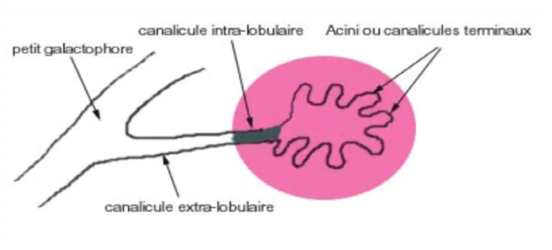 Figure 8 :  Unité terminale ducto-lobulaire [40] 