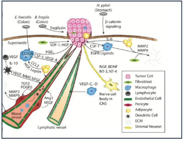 FIGURE 6 : Schéma simplifié des différents composants du microenvironnement  tumoral et les différentes interactions entre eux  [11]