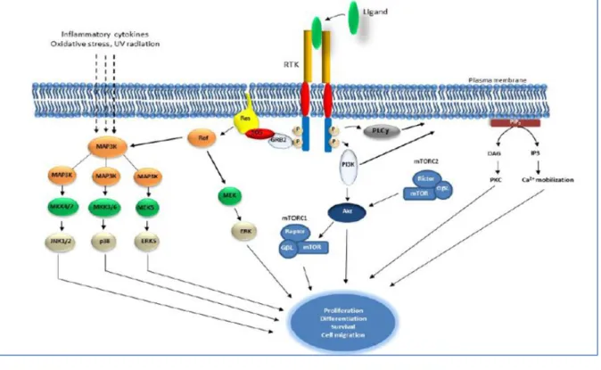 FIGURE 15 : Schéma représentatif de RTK et les différentes voies de  signalisation cellulaires  [35]