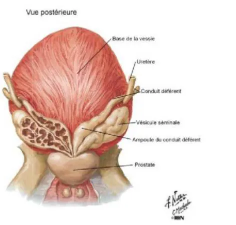 Figure 2 : morphologie de la prostate