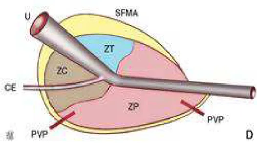 Fig3 : schéma de l’anatomie zonale [1] 