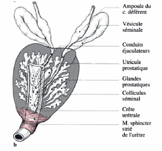 Fig6 : rapports réciproques des glandes prostatiques et des conduits éjaculateurs  