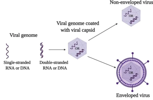 Figure  1.  Basic  structure  of  a  virus:  an  infectious  viral  particle  consists  of  viral  genome  (single-  or  double- double-stranded RNA or DNA) protected by the capsid, which can be non-enveloped or enveloped