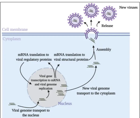 Figure  3.  Viral  replication,  assembly  and  release. Following entry, viral genetic material in the cytoplasm is  transported  to  the  nucleus  through  host  nuclear  import  machinery