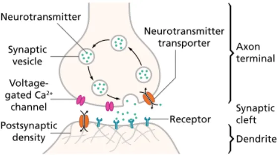 Figure 1.2: Scheme of synaptic signalling taken from wikipedia [132].