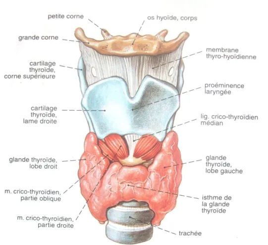 Figure 5 : os hyoïde, larynx, glande thyroïde, trachée : vue antérieure  (80%)  [18] 