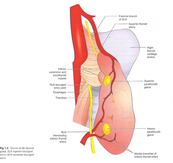 Figure 9 : Nerfs de la glande thyroïde.  