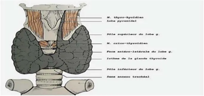 Figure 2: Vue antérieure de la thyroïde (Laure Allali : Anatomie chirurgicale de la  glande thyroïde amico Janvier 2003 