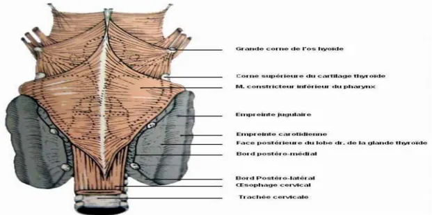 Figure 4: Vue postérieure de la glande thyroïde   