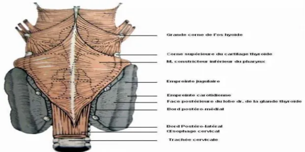 Figure 4: Vue postérieure de la glande thyroïde   