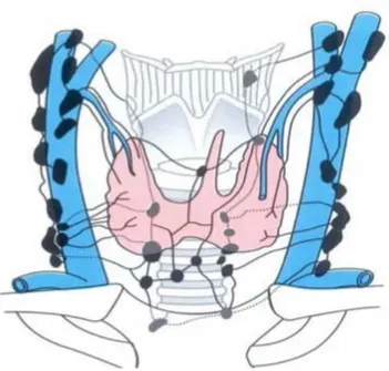 Figure 6: Vue antérieure du drainage lymphatique de la glande thyroïde   