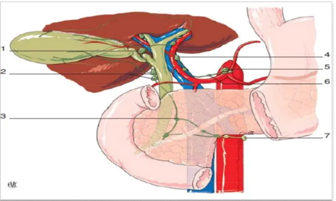 Figure 8: Drainage lymphatique de la vésicule biliaire 