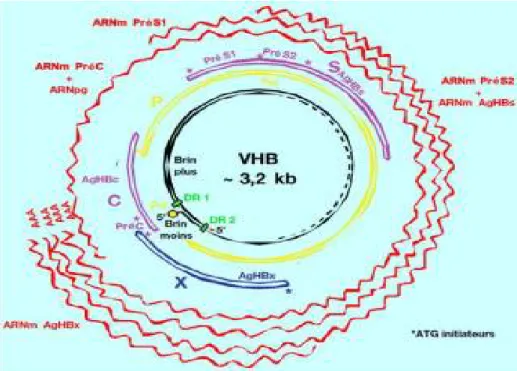 Figure 4 : Organisation du génome du VHB [40] 
