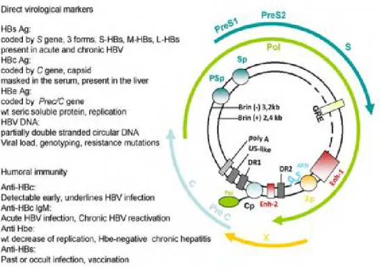 Figure 6 : les marqueurs de l’infection virale : marqueurs directs de la présence virale   (Ag HBs) et de multiplication virale (ADN du VHB, Ag HBe), mais aussi   des marqueurs indirects lies à la réponse immunitaire : anticorps anti-HBs,  