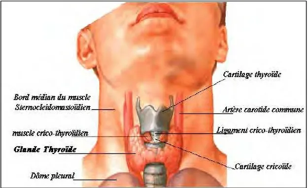 Figure 1 : glande thyroïde-situation anatomique (Netter) [8] 