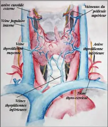 Figure 3 : vascularisation de la thyroïde (Association Américaine des Chirurgiens  endocrines) 