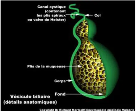 Figure 3 : Schéma montrant une coupe de la vésicule biliaire 