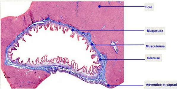 Figure 5 : Coupe histologique de la vésicule biliaire   (Faible grossissement) 